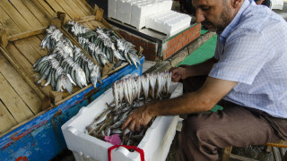 Брюксел предлага ограничения за улова на цаца и калкан в Черно море
