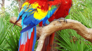 Пияни папагали падат от небето в Австралия