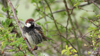 4071 врабчета в 90 населени места в страната преброиха доброволците