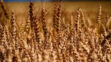  Индия се готви да стане водещ експортьор на пшеница 