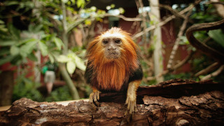 В последните години все по често говорим за масовото изчезване на