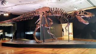 Тиранозавърът Рекс е един от най популярните видове динозаври Виждали сме го