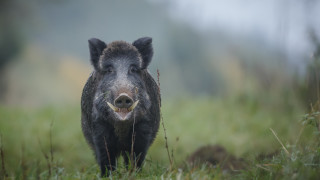 Нови случаи на чума по свинете в Шуменско
