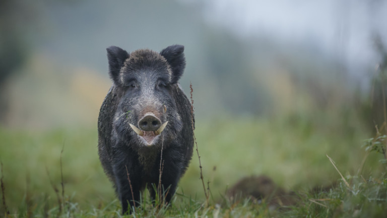 Откриха мъртво прасе с африканска чума в Габровско