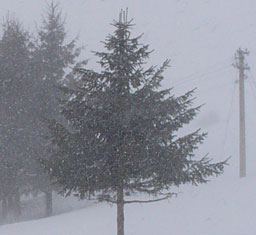 Сняг и паднали дървета блокираха туристи на Витоша