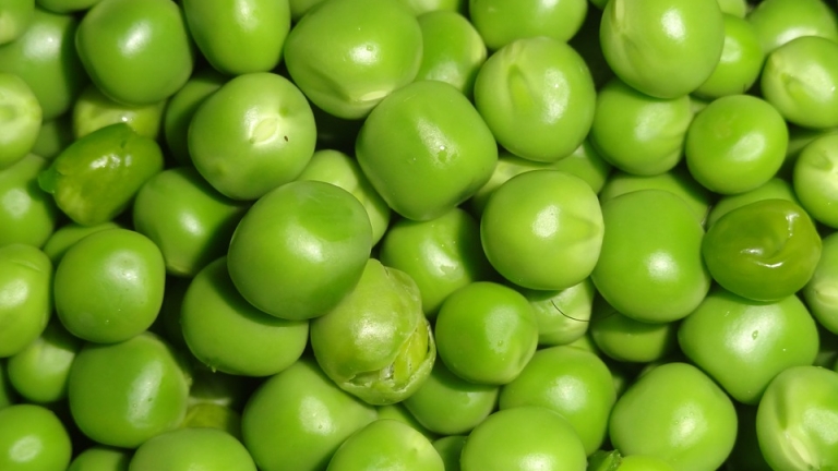 Търсят работници за бране на грах в Дания - заплащане до 2000 евро