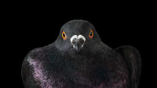 Плъхове с крила не веднъж сме чували да наричат