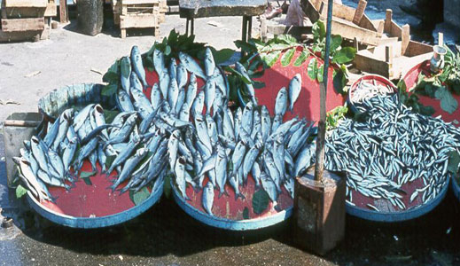 Планират се схеми за еко-етикетиране на рибните продукти 