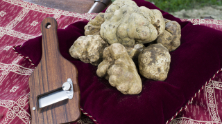 Скъпият бял трюфел силно поевтиня