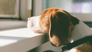 Всички знаем историята на кучето Хачико превърнало се в символ