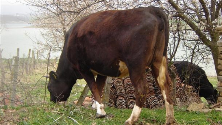 Унищожени са 100 крави, за които било доказано, че са болни от нодуларен дерматит