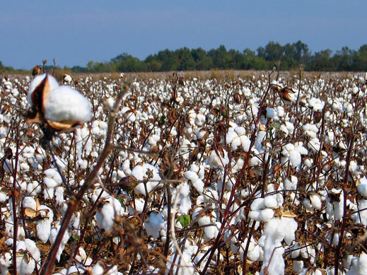 Производителите на памук получават държавна помощ de minimis 