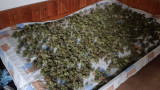Двама арестувани при акция срещу разпространението на наркотици в Пернишко
