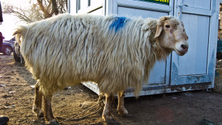 Казахстан с ултиматум към едрите земевладелци: или животновъдство, или изземване