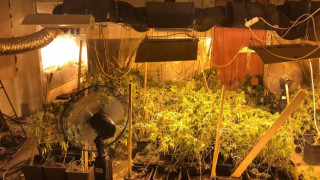 Криминалисти от РУ Костинброд разкриха наркооранжерия в частен имот в село