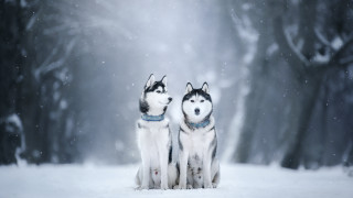 Вероятно не сме се замисляли защо определени породи кучета се