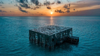 Изкуственият коралов риф на Малдивите, който оживя