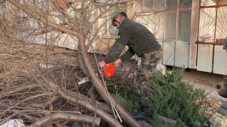 66 годишен мъж е в болница след като падна дърво върху