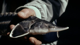 Застрашените видове животни се ползват със значително по слаба защита от