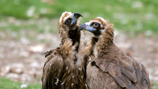 Една от застрашените птици в България черния лешояд стана