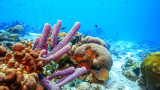 Кораловите рифове, влошаването на състоянието им и до какво ще доведе това