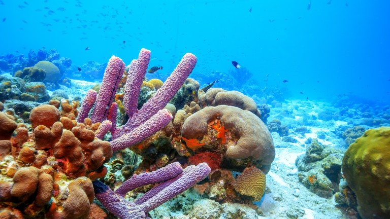 Ще изчезнат ли кораловите рифове 
