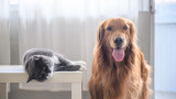 Котките, кучетата и как да предпазим домашните любимци от жегите