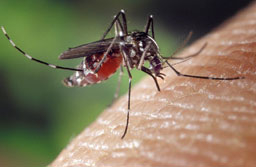 Епидемия от денга избухна в бразилския град Кампо Гранде