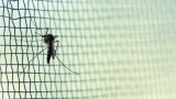  Организация на обединените нации утвърди втора ваксина против малария 