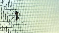 ООН одобри втора ваксина срещу малария