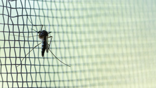 Камерун получава първата пратка от ваксината против малария Mosquirix