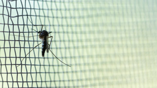Световната здравна организация разреши втора ваксина срещу малария решение което