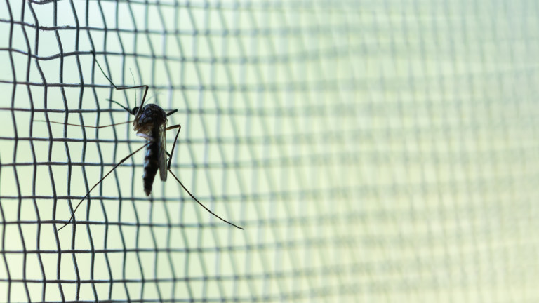 Камерун получава първата пратка от ваксината против малария Mosquirix