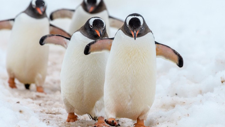 Ваксинират срещу птичи грип пингвините, обитаващи аквариума в норвежкия град