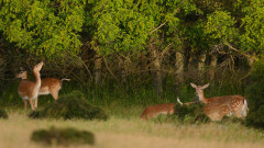 Фондация "По-диви Родопи" разселила над 1000 елени през последното десетилетие