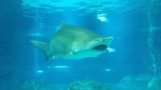 Женска акула изяжда мъжка