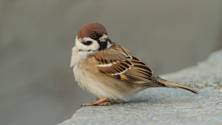 6240 врабчета преброиха доброволци от цялата страна съобщава Българското дружество
