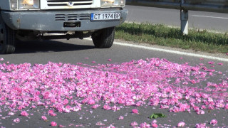 Предлагат по 30 ст./кг помощ на розопроизводителите