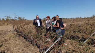 Държавата ще компенсира за щетите в лозовите масиви след бурята