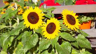 Днес ще преобладава слънчево време с разкъсана висока облачност След