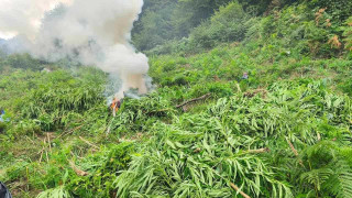 951 растения канабис с общо тегло около 1 795 килограма