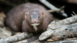 Нови сигнали за избягали норки от единствената ферма за развъждане