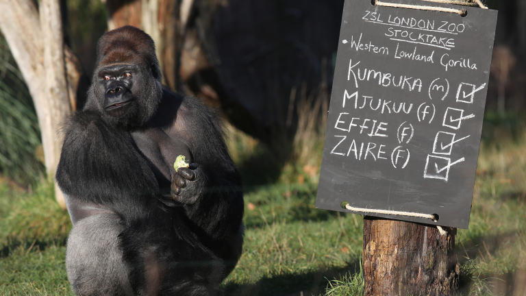 184-килограмова горила избяга от лондонския зоопарк и изпи 5 литра сок от касис  