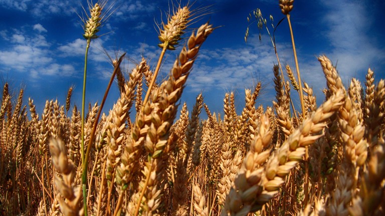 Тежки времена за фермерите: Цената на зърното в ЕС падна под себестойността