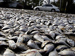 Умряла риба виси по оградите след урагана Айк