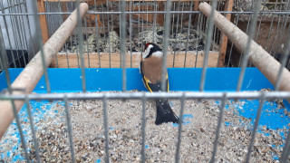 Освободиха 54 птици от защитени видове при акция на МВР и РИОСВ в Пловдив