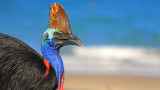 Най-опасната птица на Земята - застрашена от изчезване