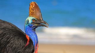 Казуар - най-опасната птица на земята вече е застрашена от изчезване
