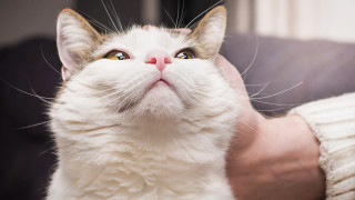 Котките мъркат през целия си живот още откакто са малки