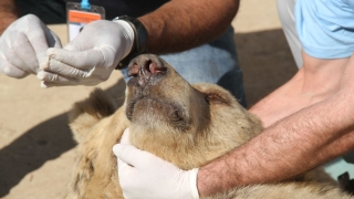 Подхвърлена от посетители храна прати в болница мечка от зоопарка